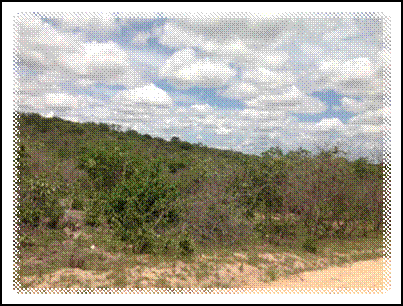 Descrição: C:\Users\Leide\Documents\Arquivos-UFCG-SUMÉ\PIVIC 2013-2014\Fotos de campo\1ª Visita\IMG_1780.JPG