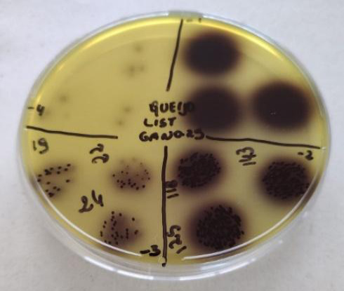 Tigela de vidro

Descrição gerada automaticamente com confiança baixa