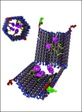 Cell-targeting DNA nano-robots bearing antibody-fragment payloads.