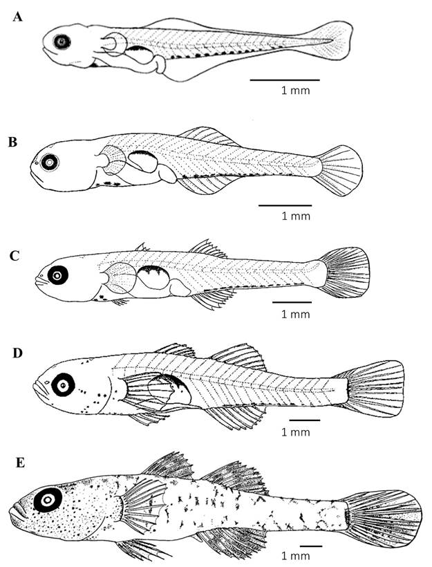 Description Of The Initial Development And Temporal Distribution Of 