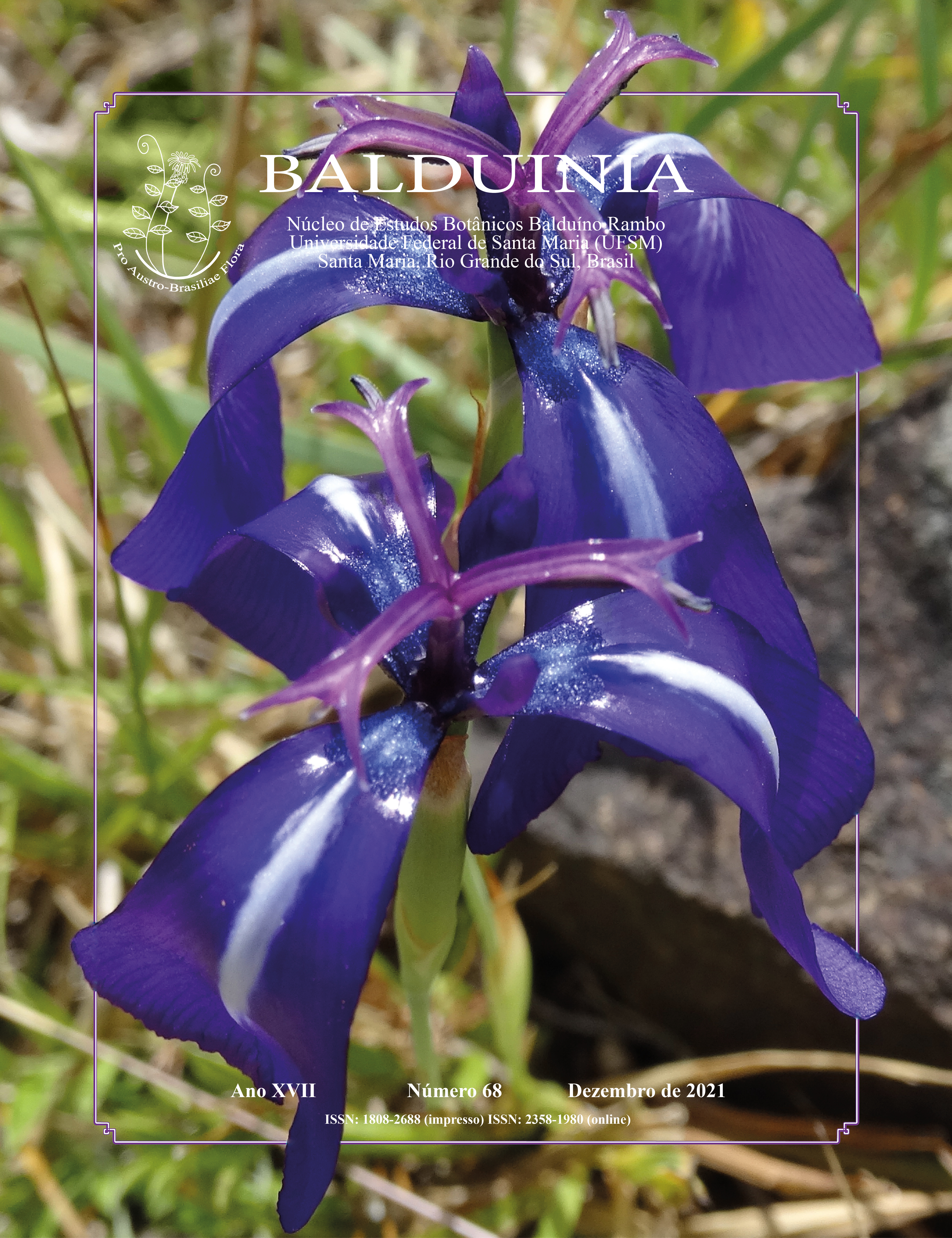 Herbertia pulchella, growing in the natural habitat. on the grasslands of Serra de Aceguá, northern Uruguay.