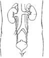 Image result for sistema urinario para crianÃ§as