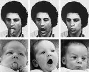 Experimento de imitação realizado com recém-nascidos com duas a três semanas de vida. Imagem retirada do artigo "Imitation of Facial and Manual Gestures by Human Neonates" (1997). Andrew N. Meltzoff & M. Keith Moore. Licença para reprodução da imagem dada pelo Copyright Clearance Center.&nbsp;
