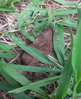 Grama verde e árvores

Descrição gerada automaticamente com confiança média