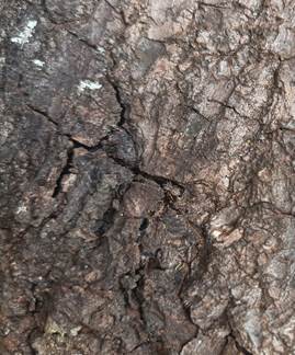 Árvore perto de muro de pedra

Descrição gerada automaticamente com confiança baixa