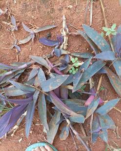 Planta com folhas verdes

Descrição gerada automaticamente com confiança média